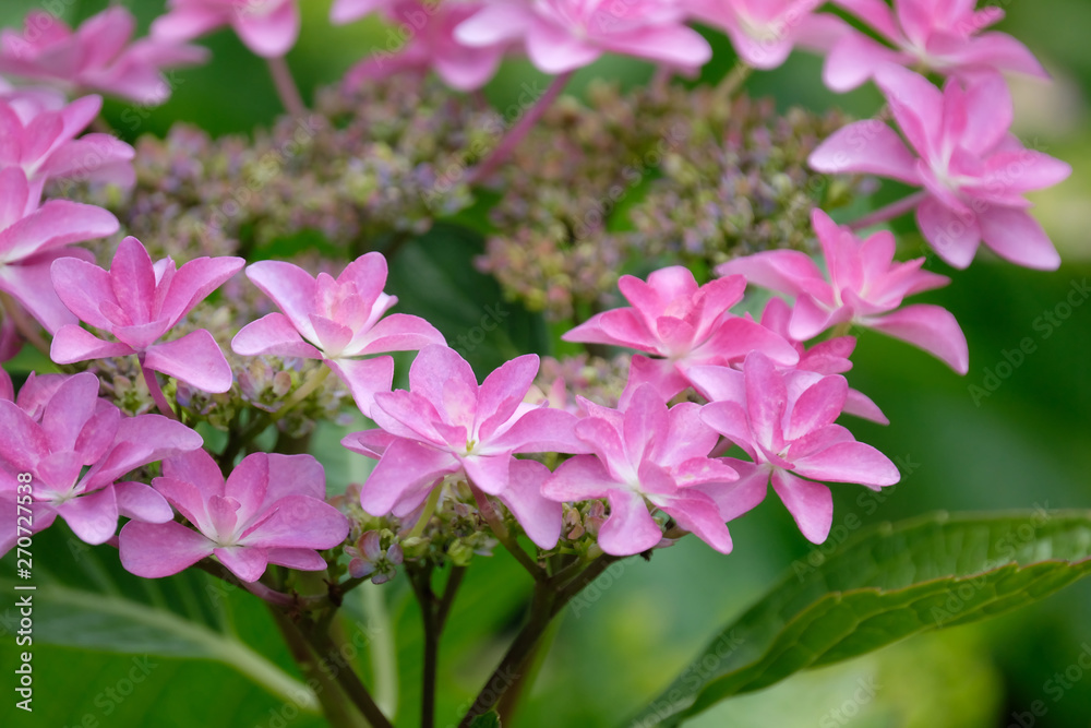 hydrangea flower in the garden hydrangea flower in the garden