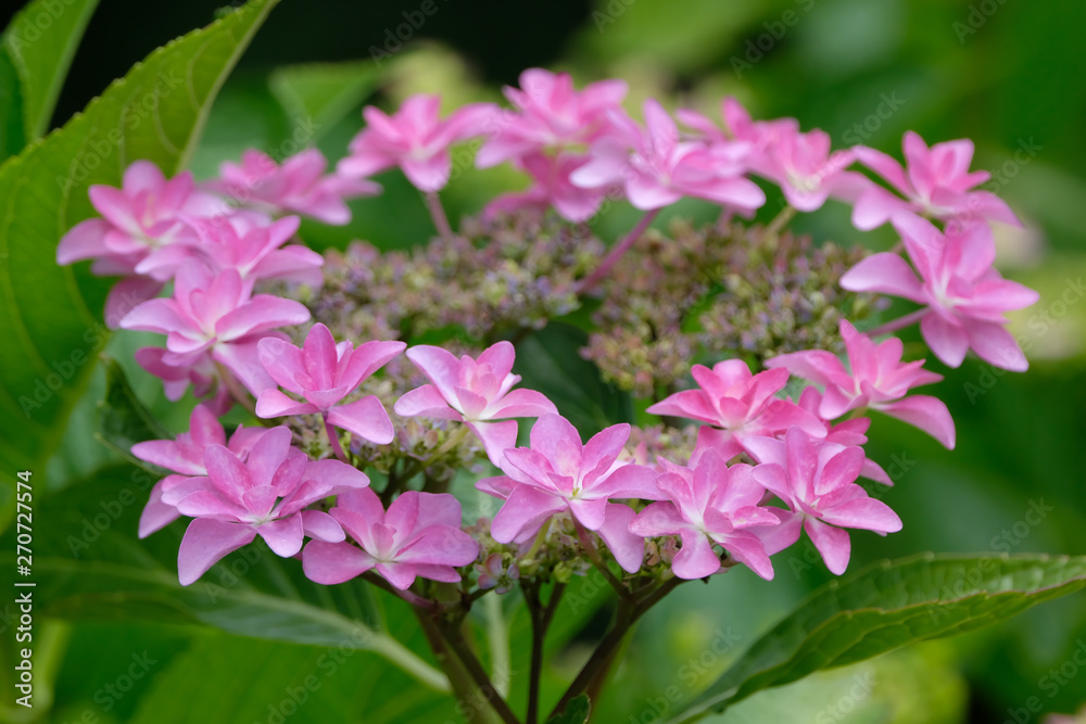hydrangea flower in the garden hydrangea flower in the garden