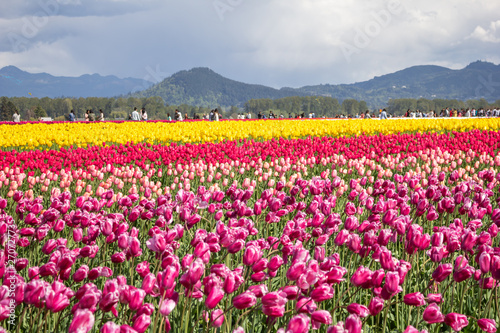 People walk around a tulip field