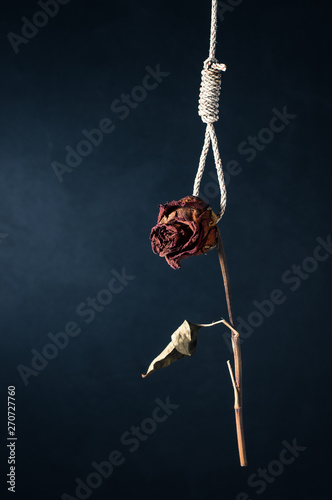 The commit suicide of roses, Concept idea is about love and failure photo