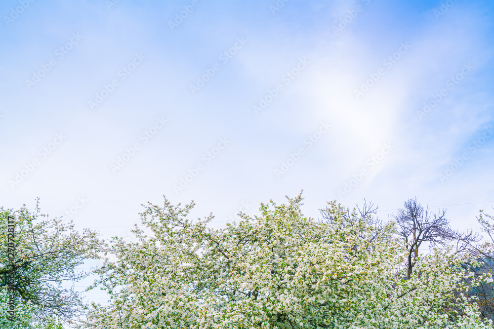 Branch of beautiful white flower . Branch of beautiful white flower .
