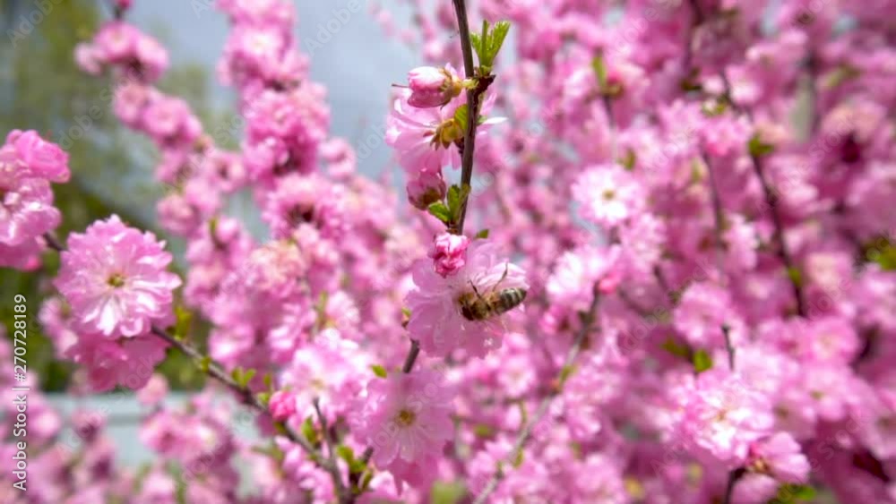 Honey bee pollinate pink flower of cherry Blossom tree. Pink flowers blooming against blue sky Seasonal natural scene Honey bee pollinate pink flower of cherry Blossom tree. Pink flowers blooming against blue sky Seasonal natural scene