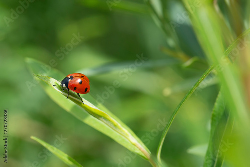 Siebenpunkt-Marienkäfer, Coccinella septempunctata, ladybug