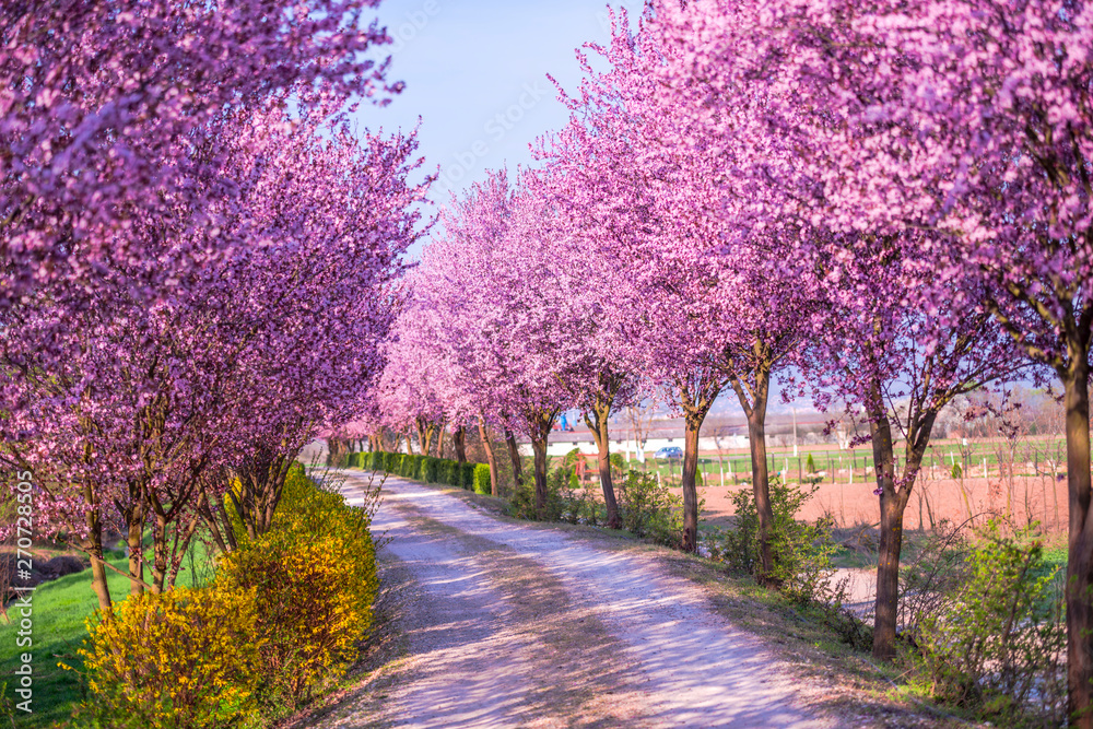 Springtime landscape in the park