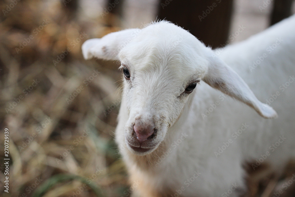 Fototapeta premium Close up baby lamb face in farm, Sheep.