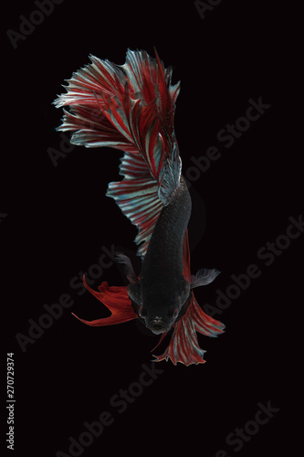 Rhythmic of the  beautiful moving moment of betta Siamese fighting fish isolated on black background