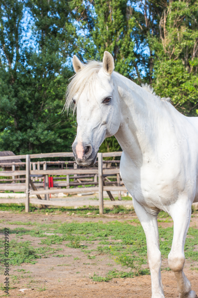 The snow-white horse poses in the pen.