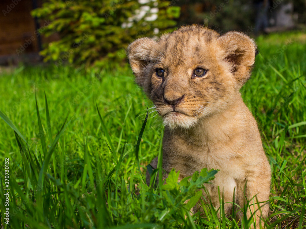 Obraz premium Little lion cub walks in the wild.