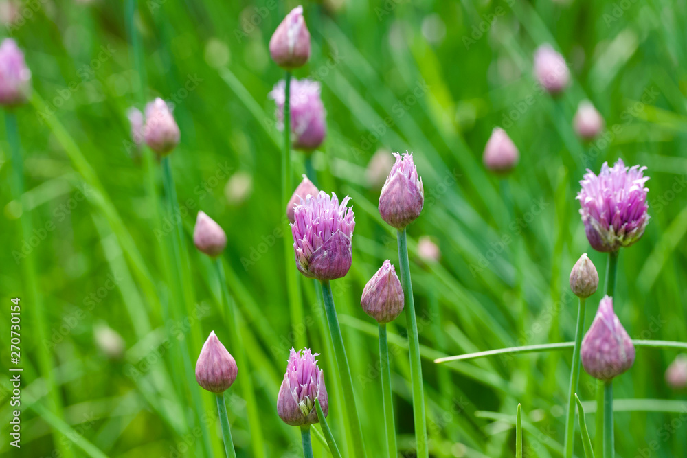 Macro nature view of chive herb plants beginning to bloom Macro nature view of chive herb plants beginning to bloom