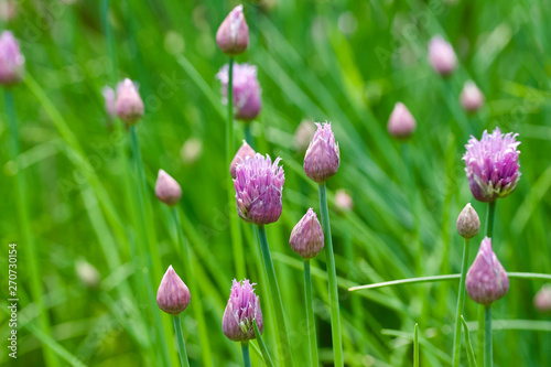 Macro nature view of chive herb plants beginning to bloom