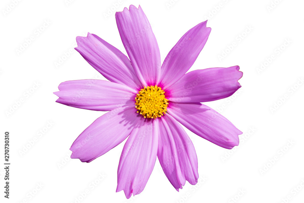 Beautiful Cosmos Flower isolated on white background