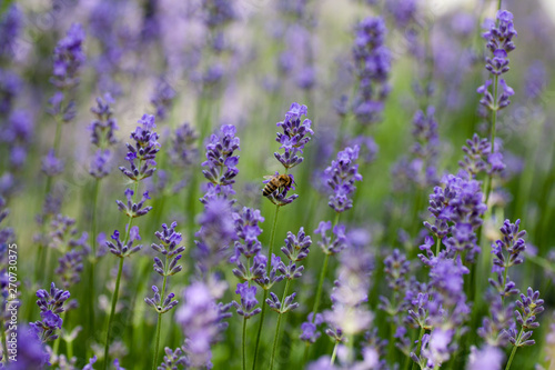 Blooming lavender in a field © Igor Syrbu
