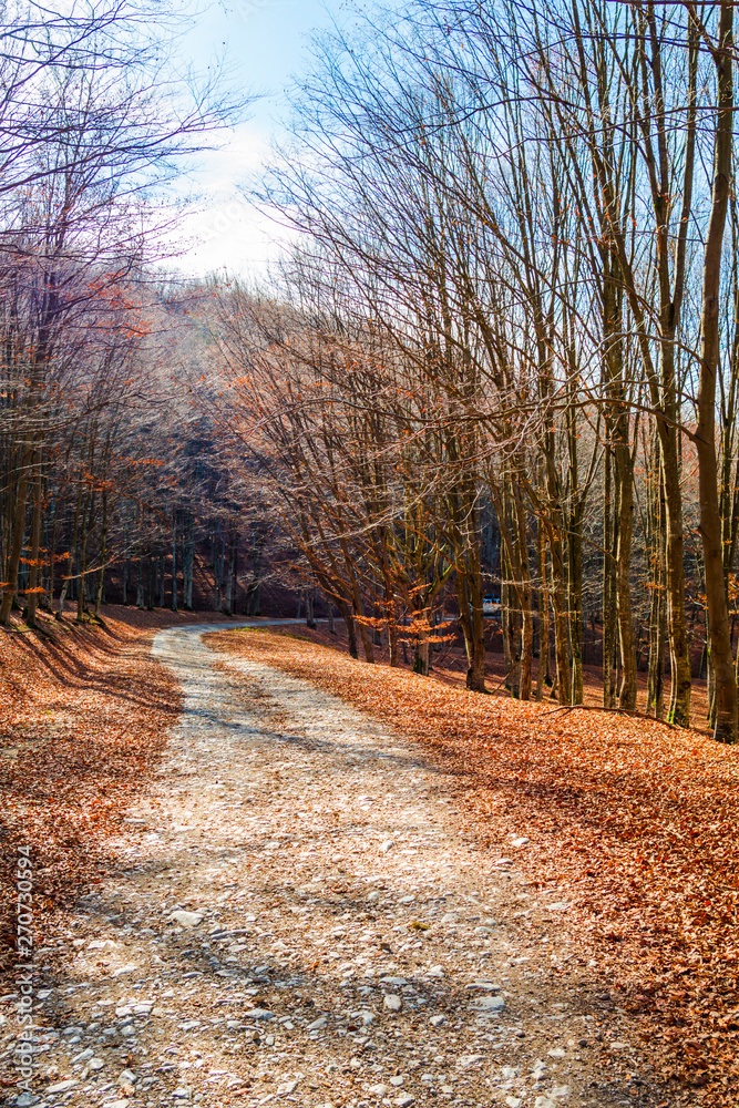 Fototapeta premium Autumn landscape in the forest