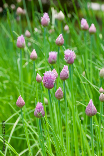 Macro nature view of chive herb plants beginning to bloom