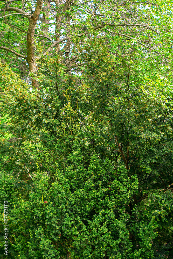 Coniferous forest in summer in sunny weather