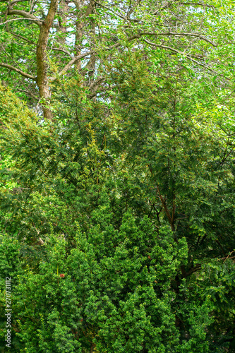 Coniferous forest in summer in sunny weather