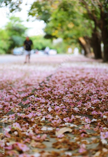 Blur people walking in the park and falling pink flower on ground outdoor