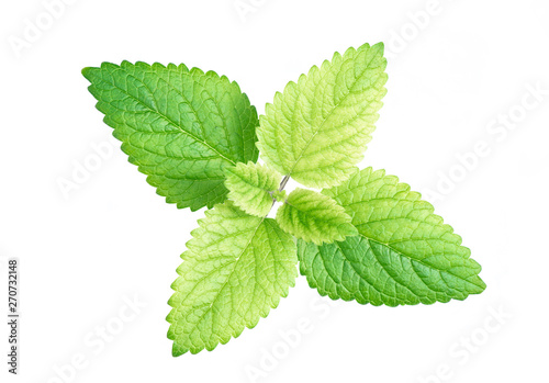 Close up of Shrubby basil in top view isolated on white background ( Ocimum gratissimum L., LAMIACEAE )