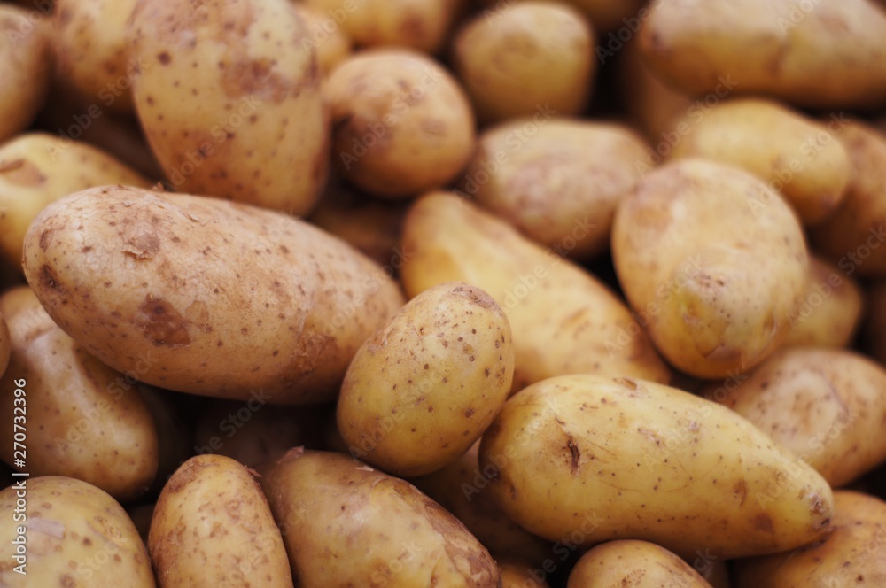 group of brown fresh potatoes SELECTIVE FOCUS group of brown fresh potatoes SELECTIVE FOCUS