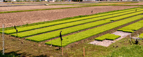 Rice seedlings in nursery boxes before transplanting in Japan