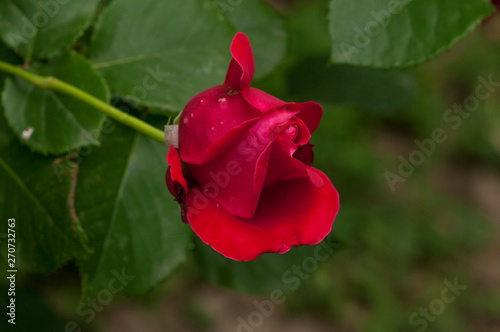 Beautiful red rose with green leaves in nature.Background