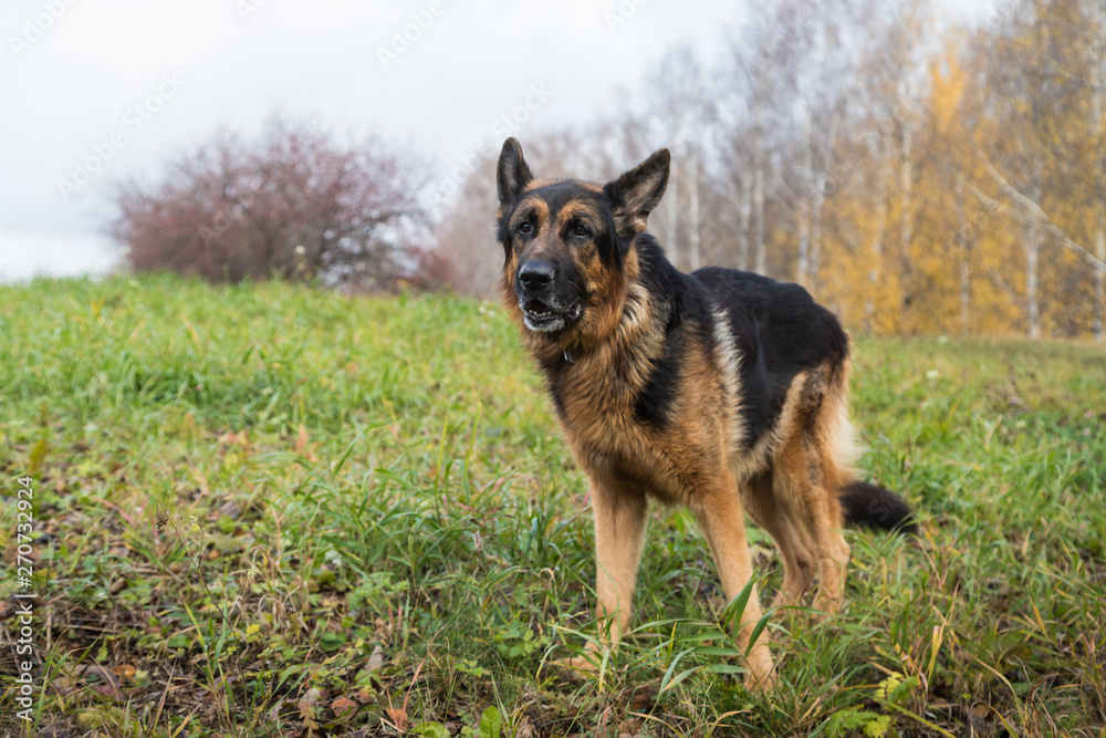Dog German Shepherd outdoors in an autumn