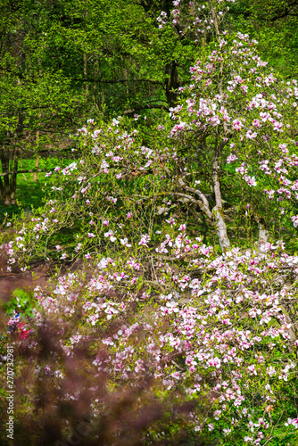 Fototapeta Naklejka Na Ścianę i Meble -  Springtime in the park