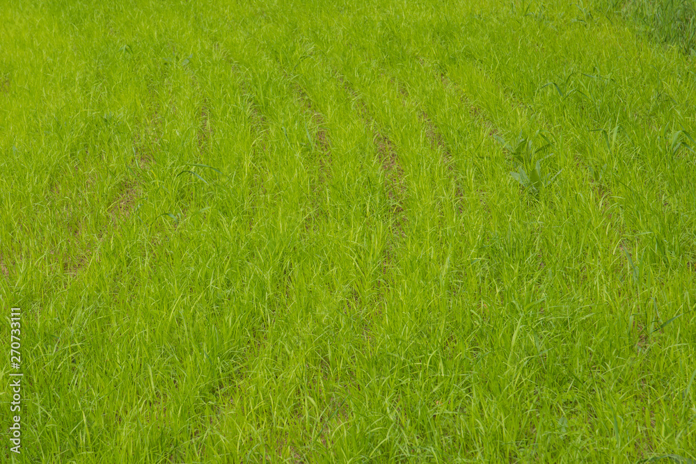 Fresh Morning green field grass. Fresh Morning green field grass Fresh Morning green field grass. Fresh Morning green field grass