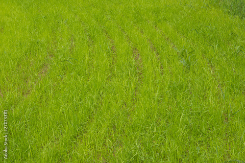 Fresh Morning green field grass. Fresh Morning green field grass