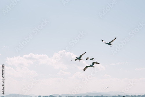 birds in fling