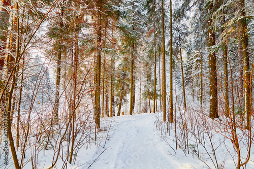 Snow covered trees in a winter forest. Red trunks of pine trees