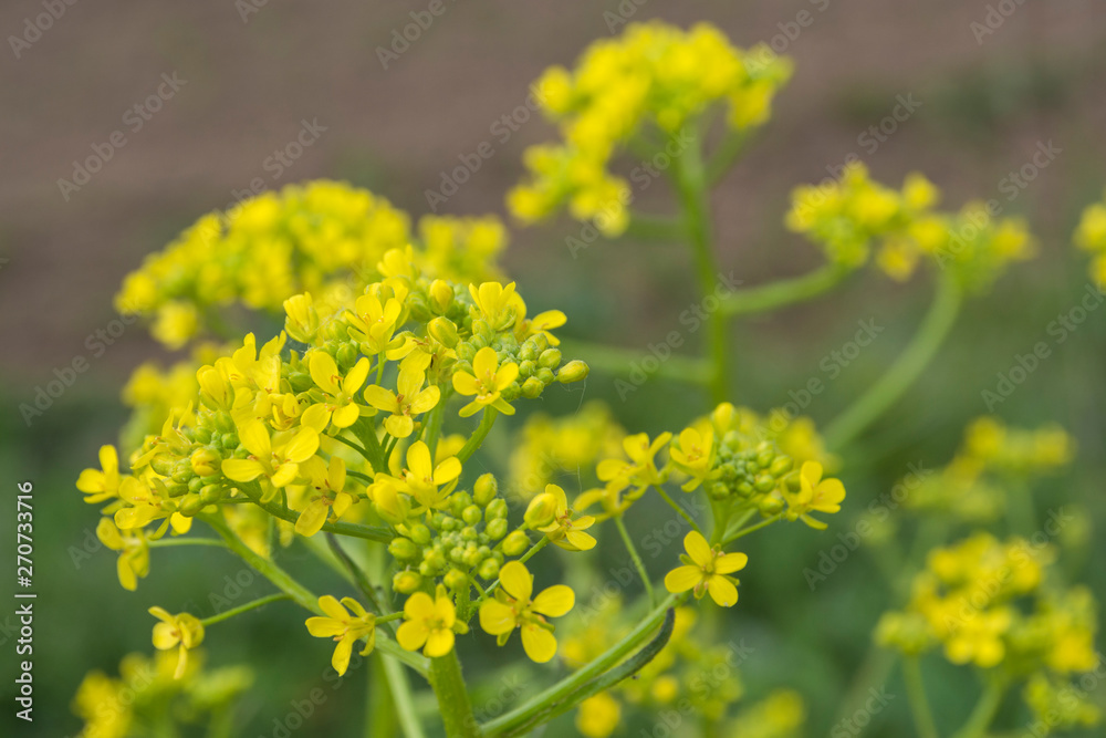 Close up of Yellow field flowers. Yellow field flowers Close up of Yellow field flowers. Yellow field flowers