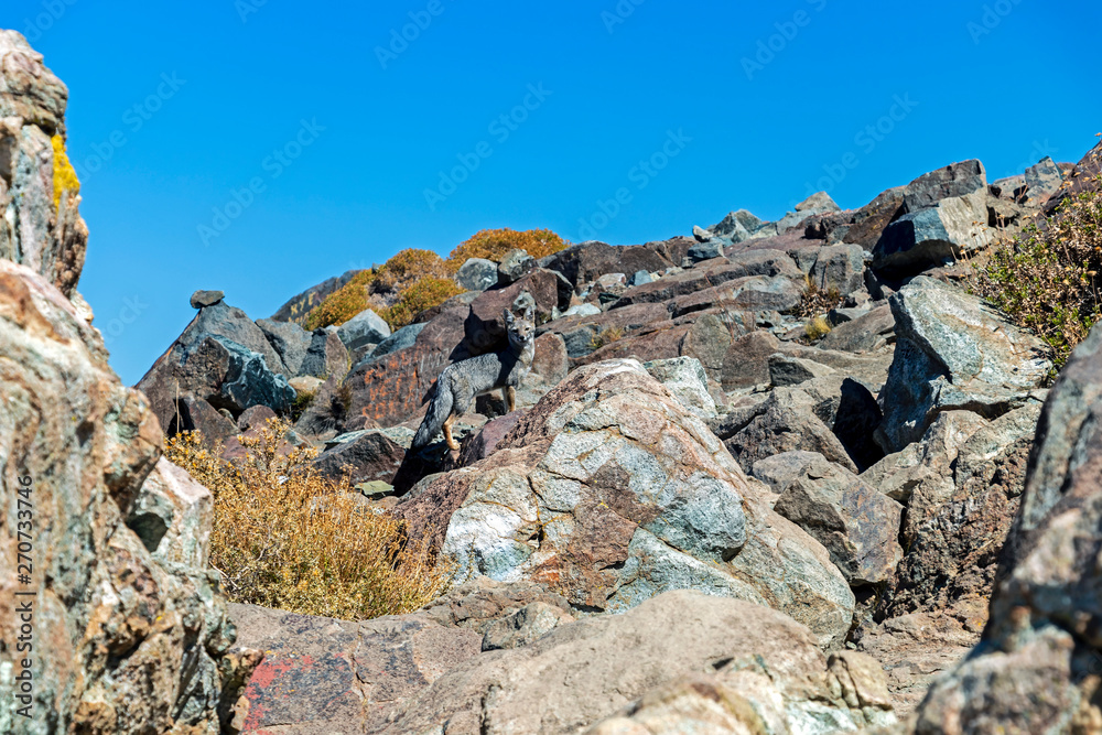 Fox on the summit of Cerro la Campana in La Campana National park in central Chile, South America