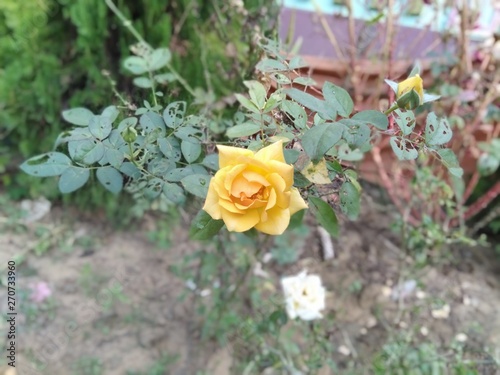natural picture