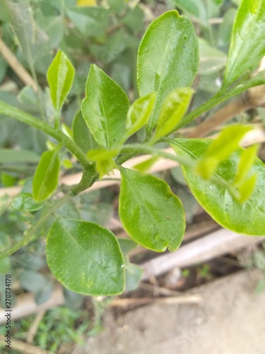 natural picture