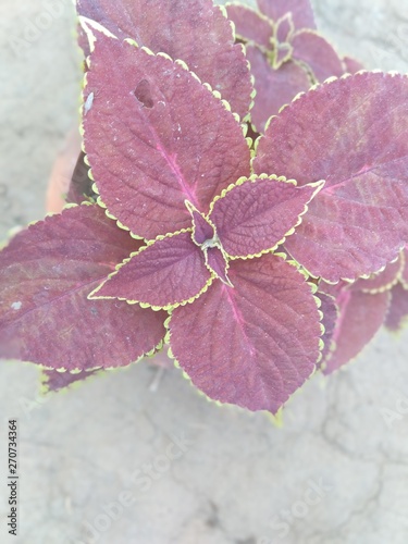 natural picture