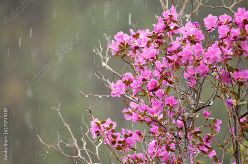 Bright pink, blooming Rhododendron Ledebour or it is also called Maralnik