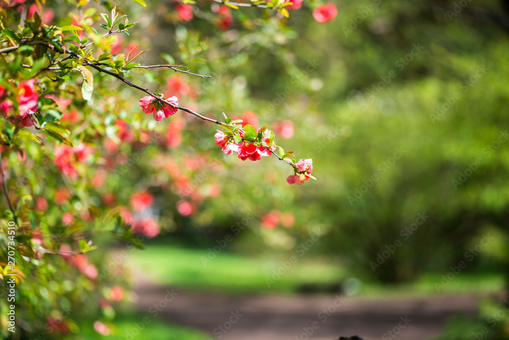 Obraz premium Flowers in the springtime