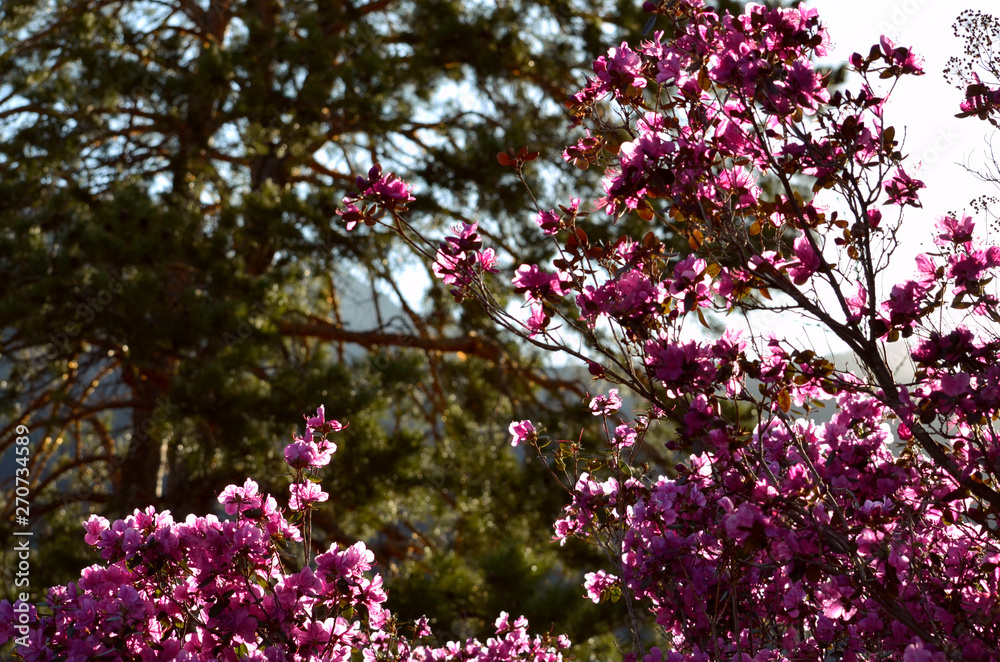 Bright pink, blooming Rhododendron Ledebour or it is also called Maralnik Bright pink, blooming Rhododendron Ledebour or it is also called Maralnik