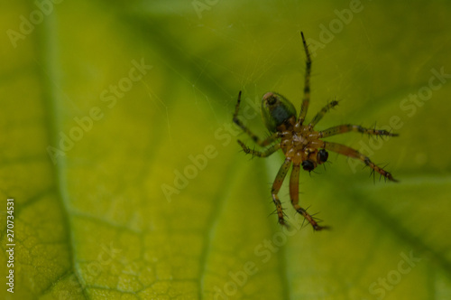 A small spider standing on a green leaf.Insect.Background