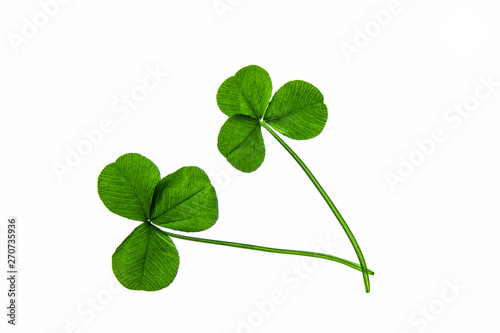 Leaves of plants on a white background. Clover.