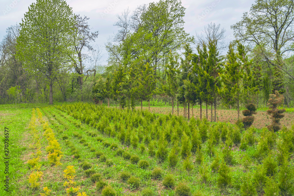 Fototapeta premium Conifer plant nursery. Thuja trees different sorts and size