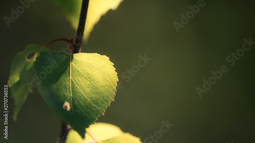 Birch tree branch with fresh leaves in spring © tommitt