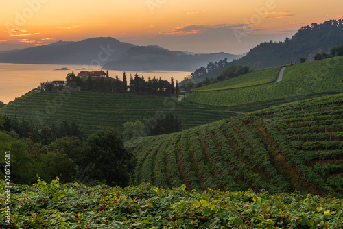 Txakoli white wine vineyards at sunrise, Getaria, Spain photo