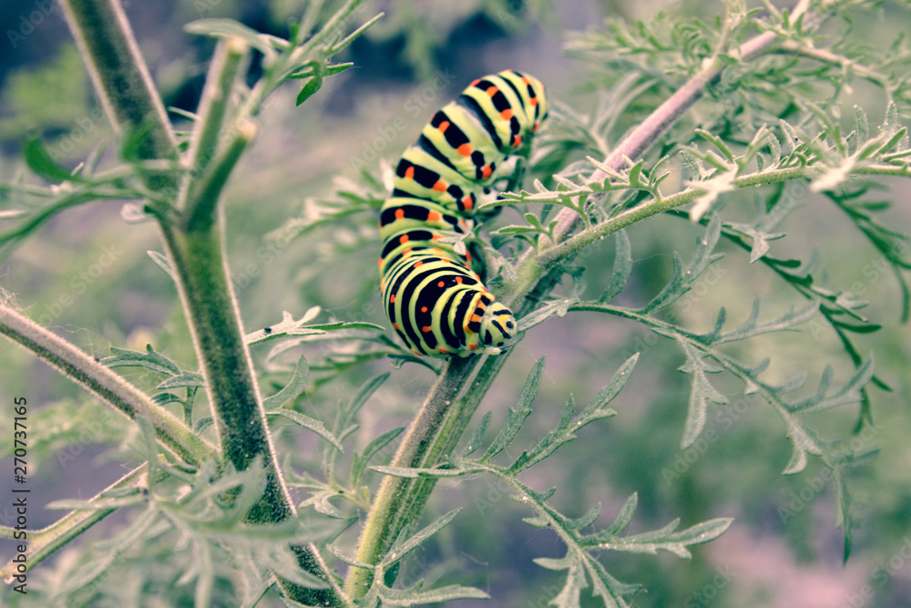 Machaon caterpillar sits on a green stalk.