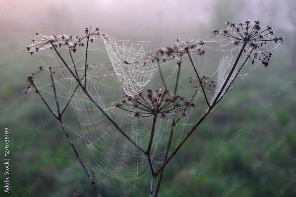 image of a spider net on a dried plant