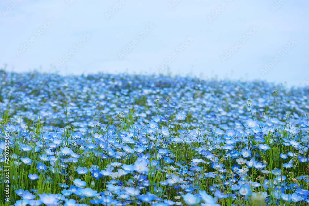 blue nemophila flowers land at hitachi seaside park on spring season.