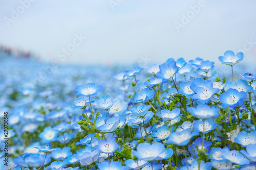 blue nemophila flowers land at hitachi seaside park on spring season. photo