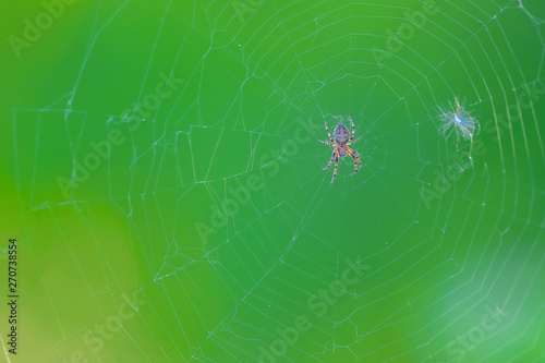 Spider hangs on a spider net