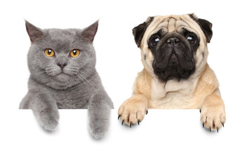 Cat and dog over white banner
